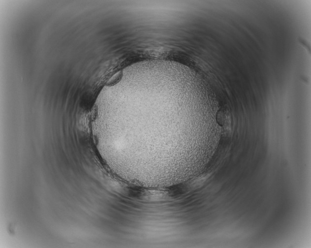 X0000100360286200806201611