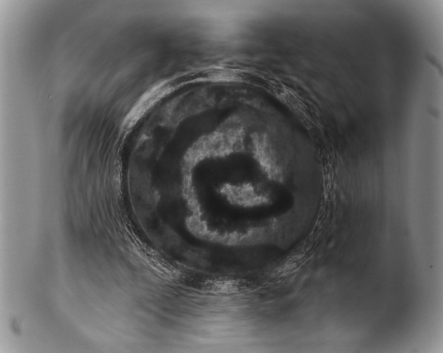 X0000100360295200806201611