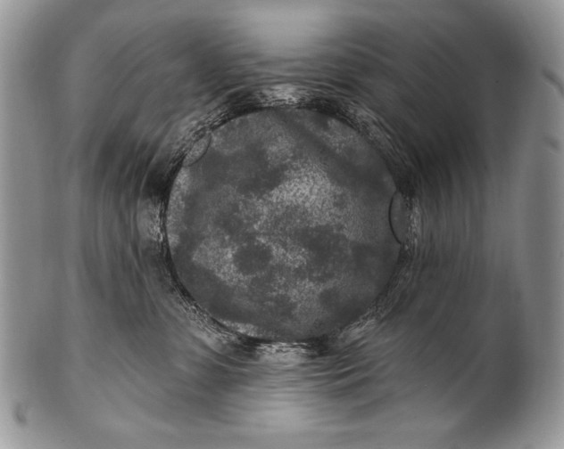 X0000100360331200806201610