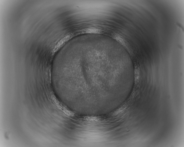 X0000100360349200806201610