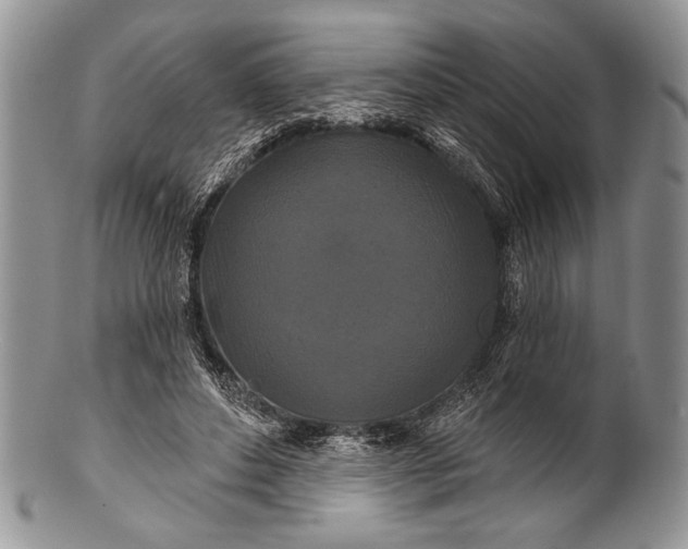 X0000100360496200806201608