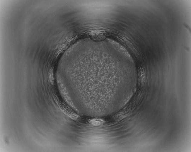 X0000100360508200806201608