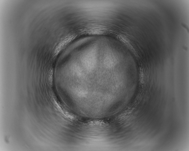 X0000100360586200806201606