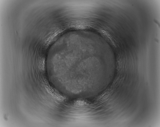 X0000100360596200806201606