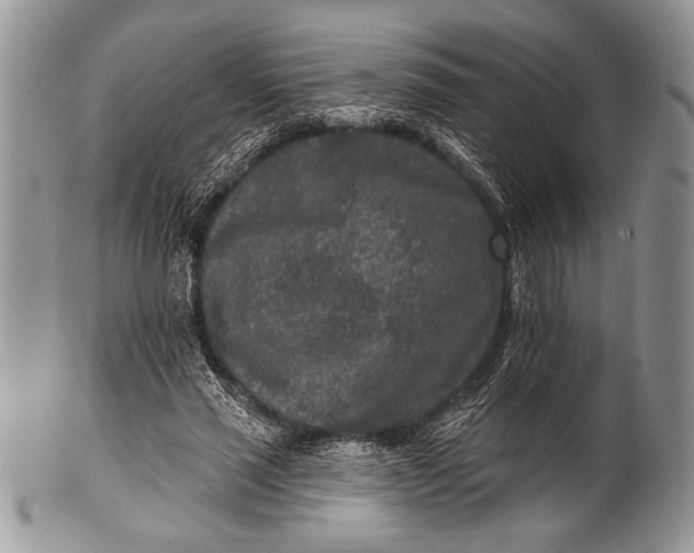 X0000100360637200806201605