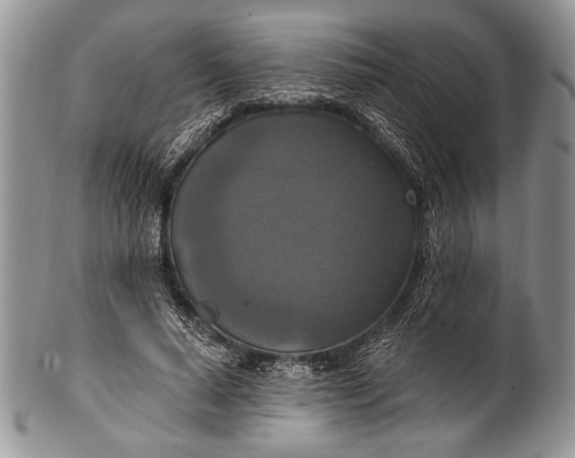 X0000100360640200806201605