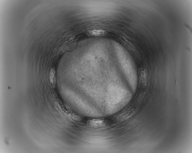 X0000100360651200806201605