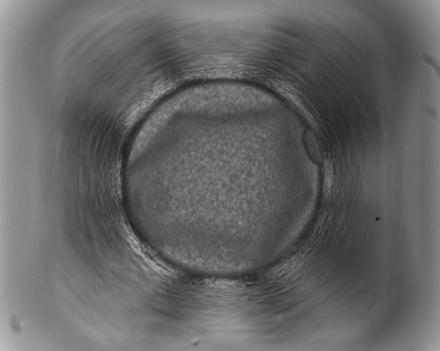 X0000100360677200806201605