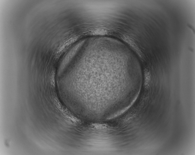 X0000100360681200806201605