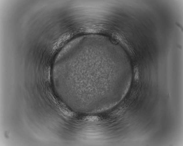 X0000100360685200806201605