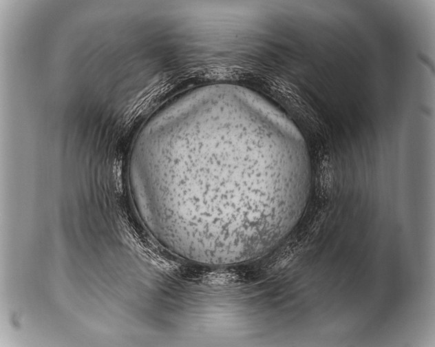 X0000100360696200806201605