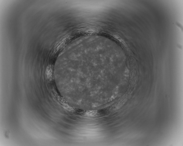 X0000100360720200806201604