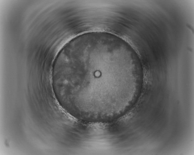 X0000100360950200806201601