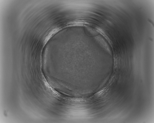 X0000100360994200806201600