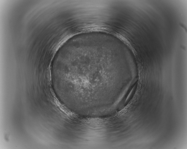 X0000100361031200806201600