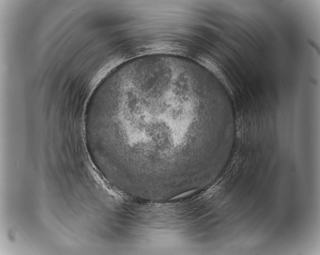 X0000100361043200806201600