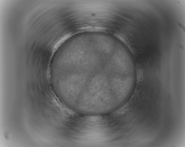 X0000100361074200806201559