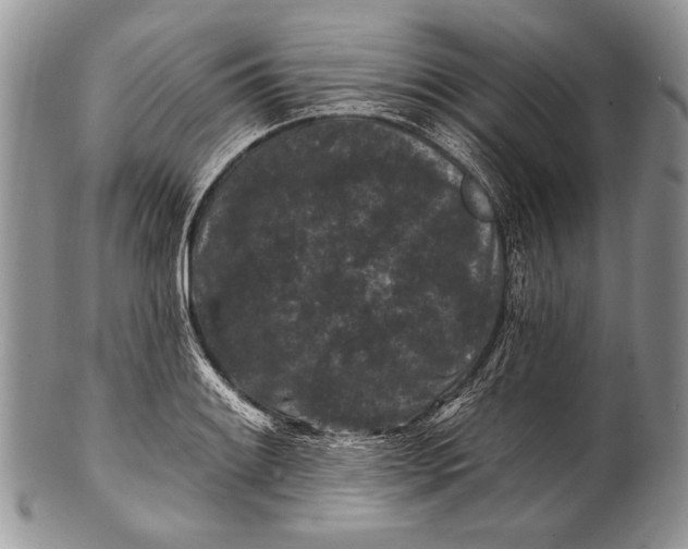 X0000100361084200806201559