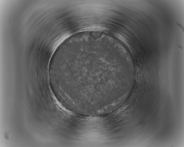 X0000100361087200806201559