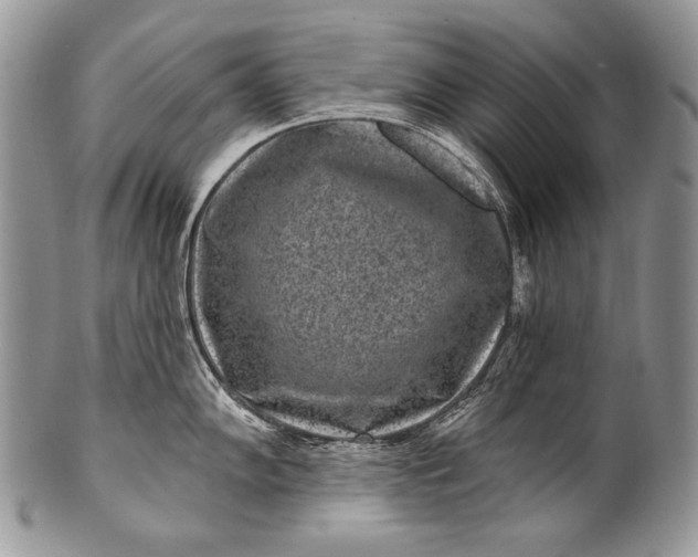 X0000100361102200806201559