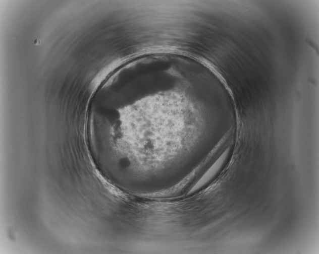 X0000100361245200806201557