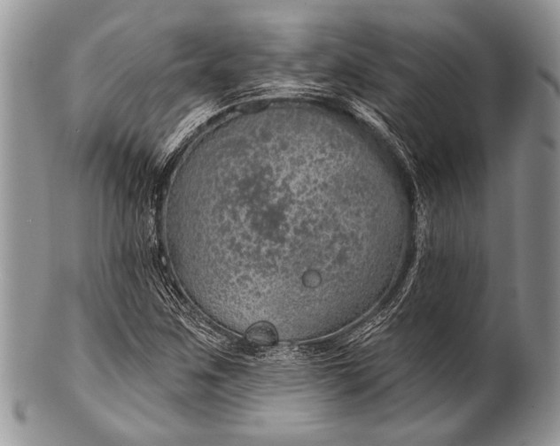 X0000100361259200806201556