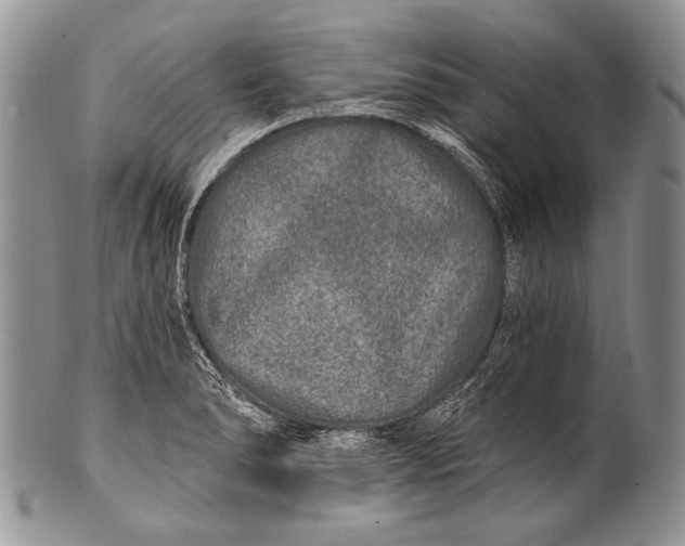 X0000100361278200806201556