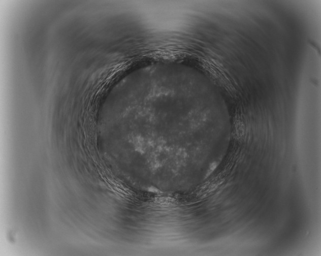 X0000100361297200806201555