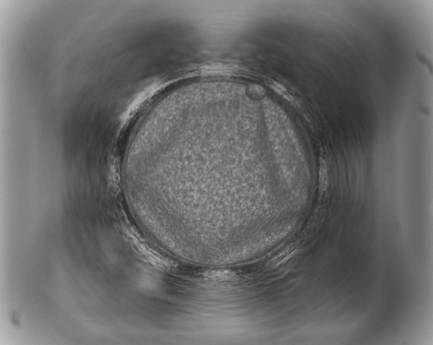 X0000100361454200806201553