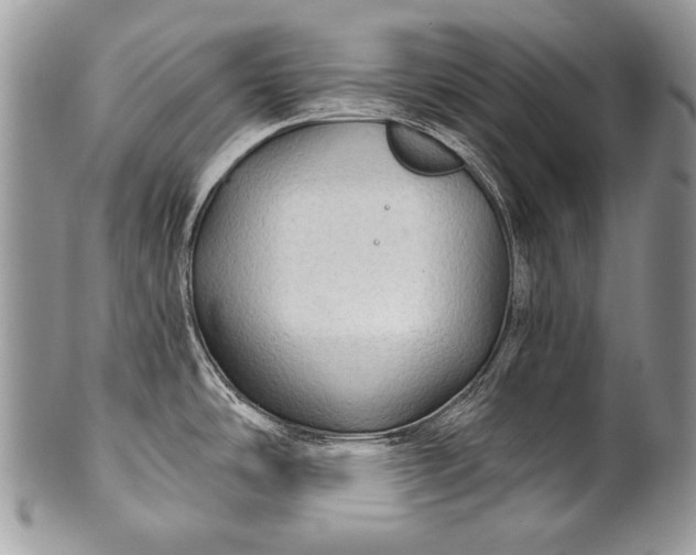 X0000100361486200806201552