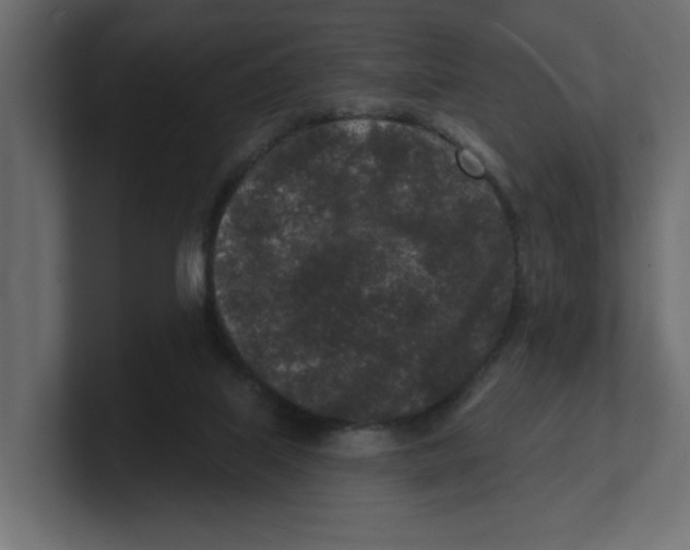 X0000100360067200806271432