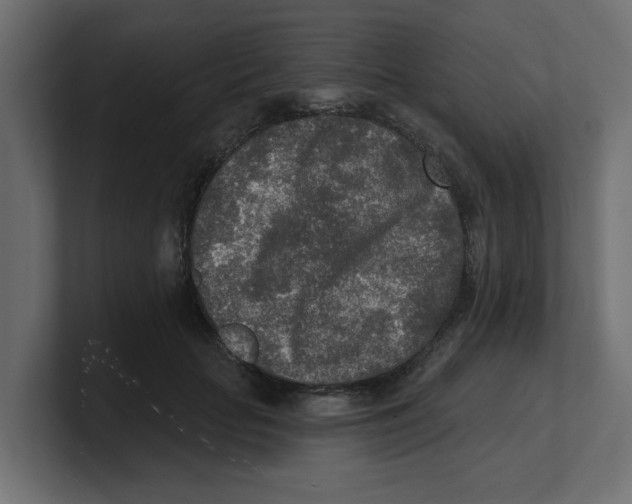 X0000100360653200806271424