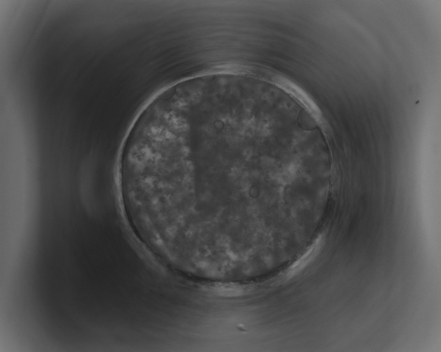 X0000100360907200806271421