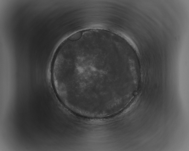 X0000100360944200806271421