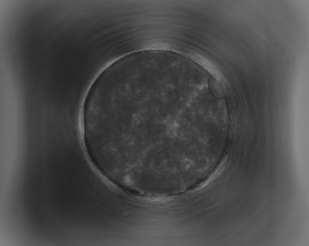 X0000100361084200806271418