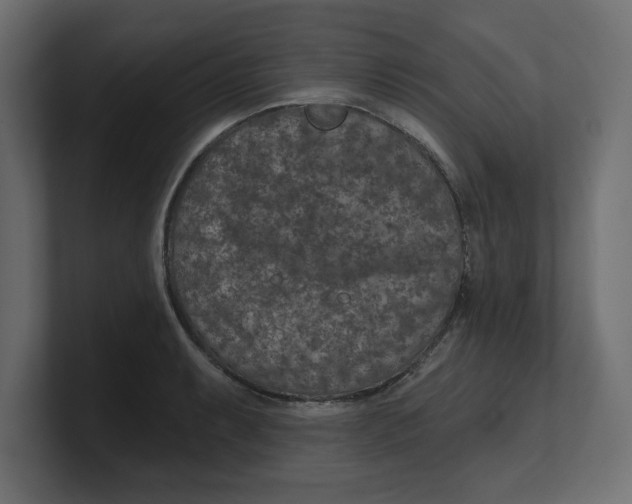 X0000100361087200806271418