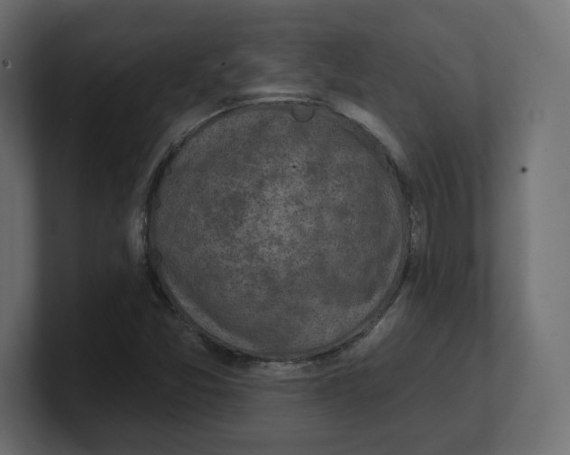 X0000100361357200806271414