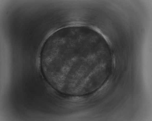 X0000100361459200806271413