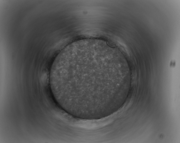 X0000100360029200807031849