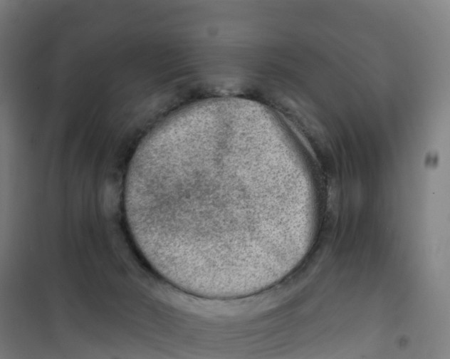 X0000100360030200807031849