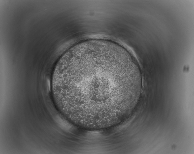 X0000100360061200807031848