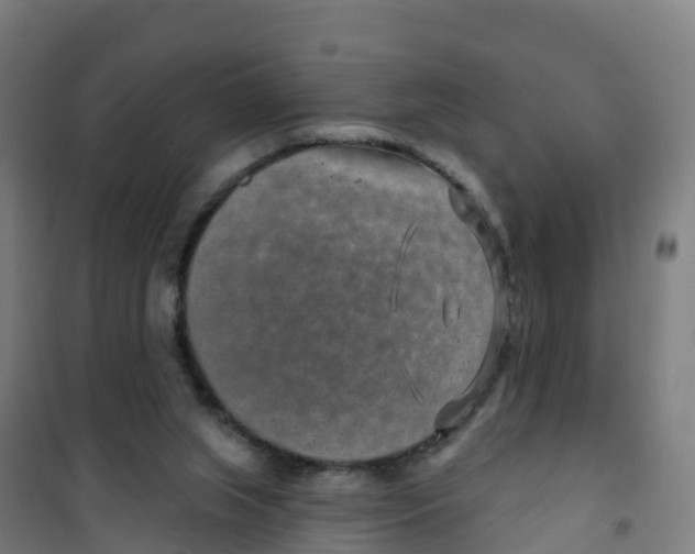 X0000100360063200807031848