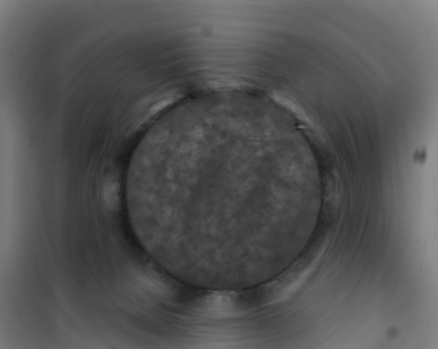 X0000100360080200807031848