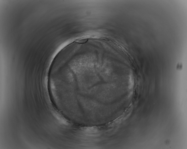 X0000100360100200807031848