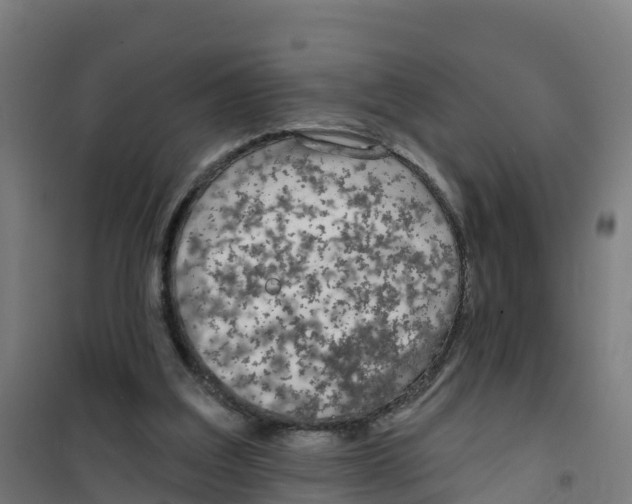 X0000100360203200807031846