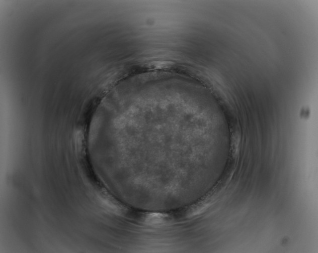 X0000100360222200807031845