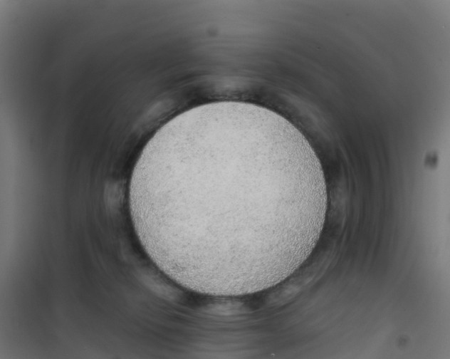 X0000100360278200807031845