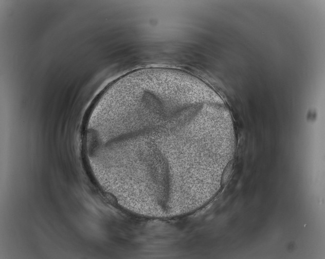 X0000100360290200807031844