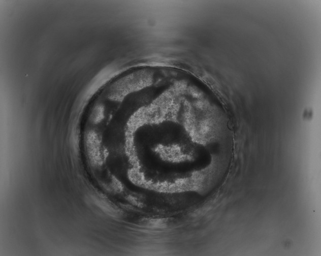 X0000100360295200807031844