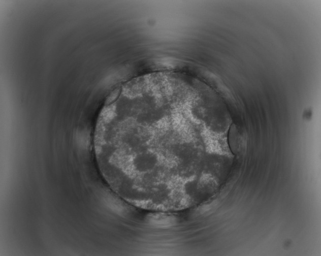 X0000100360331200807031844